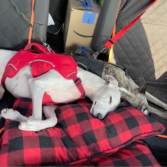 New Dog Safety Strap For Car / Truck / Auto Purple - Picture 6 of 8